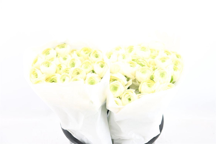 <h4>Ran Cloni Ex Commedia</h4>