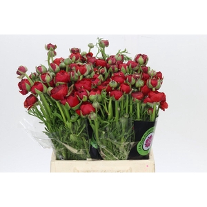 Ranunculus Elegance Red