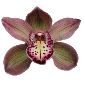 CYMB T DARK SAPPHIRE