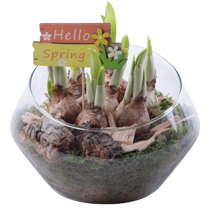 <h4>Bulbs Arr. Narcis Glass Oblique UFO Vase Ø20cm</h4>