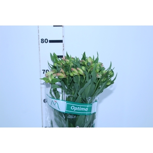 ALSTROEMERIA OPTIMA 080 CM