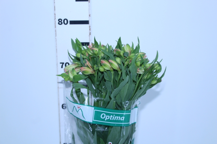 ALSTROEMERIA OPTIMA 080 CM