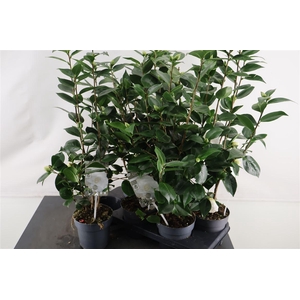 Camellia Jap. Nuccio White 15 Cm. Pot