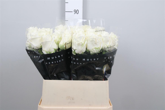 <h4>R Gr Noelia</h4>