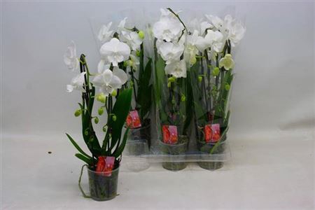 <h4>Phal El Cascade</h4>