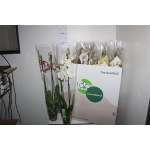 Phal Gem 2 Branches 16 +