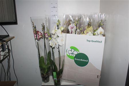 <h4>Phal Gem 2 Branches 16 +</h4>