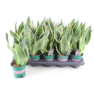 arr3 CP - Sansev superbia 410/10