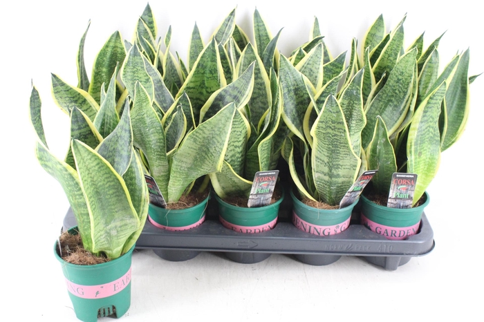 <h4>arr3 CP - Sansev superbia 410/10</h4>