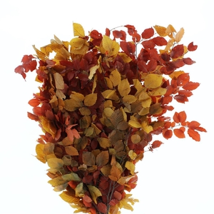 Pres Beech Leafs Mix 175gram