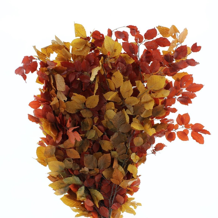 <h4>Pres Beech Leafs Mix 175gram</h4>