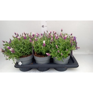 Lavandula stoec. 'Flirt'