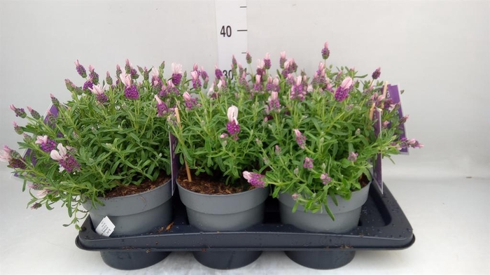 <h4>Lavandula stoec. 'Flirt'</h4>