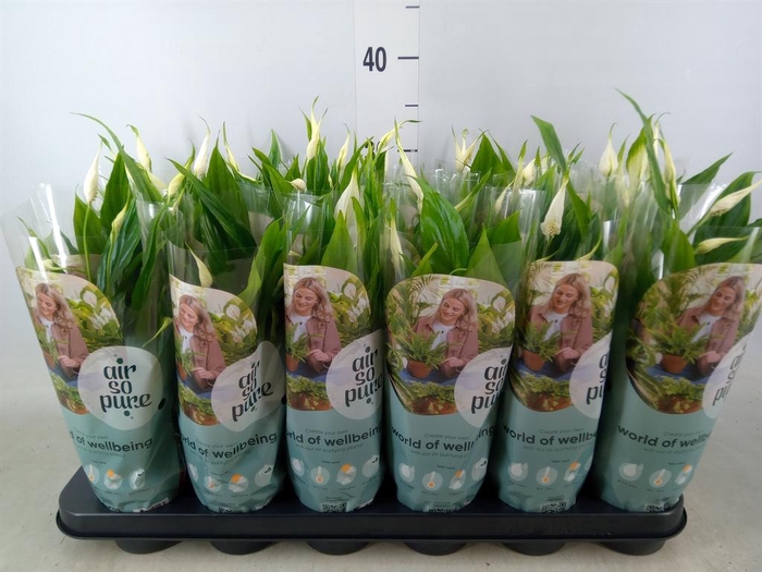 <h4>Spathiphyllum  'Chopin'</h4>