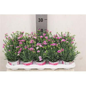 Dianthus Pink Kisses