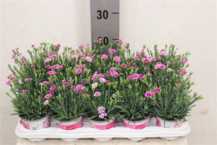 <h4>Dianthus Pink Kisses</h4>