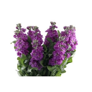 Matthiola Purple Vellekoop