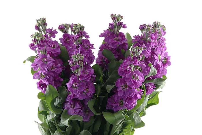 <h4>Matthiola Purple Vellekoop</h4>