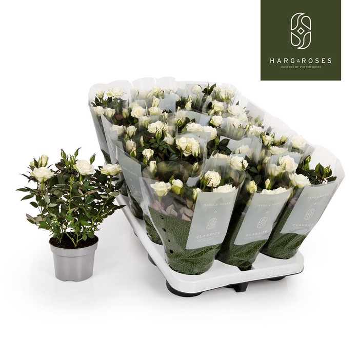<h4>ROSA KORDANA ALASKA</h4>
