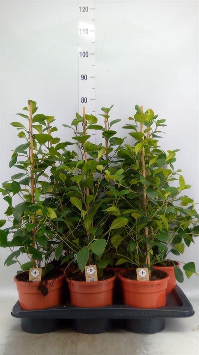 <h4>Ficus deltoidea</h4>
