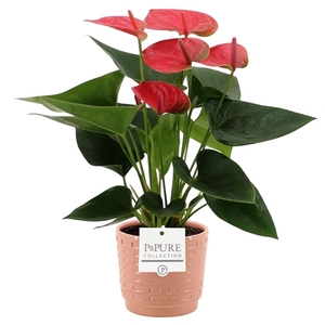 Anthurium Sweet Dream in Pure Floor ceramics