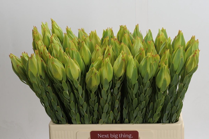 <h4>Leucadendron Procerum</h4>