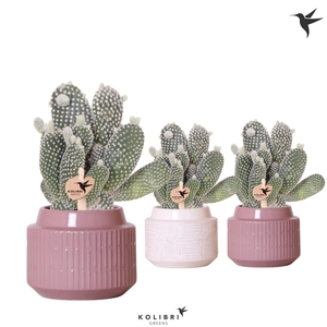 Kolibri Greens Opuntia white in Maze pot mix