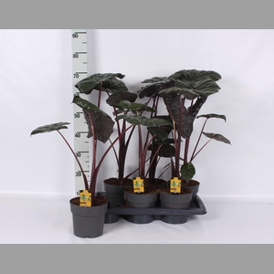 ALOC SA YUCATA PRINC