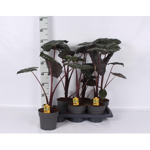 ALOC SA YUCATA PRINC