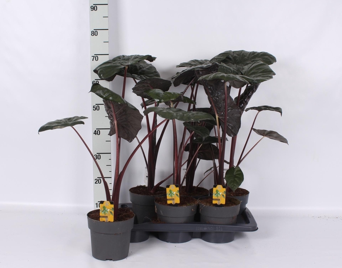 <h4>ALOC SA YUCATA PRINC</h4>