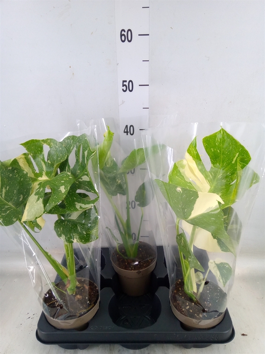 <h4>Monstera delic. 'Thai Constellatio'</h4>