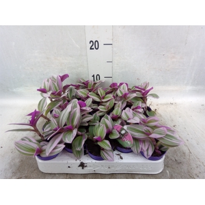 Tradescantia albif. 'Nanouk'