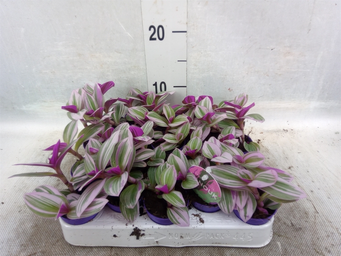 Tradescantia albif. 'Nanouk'