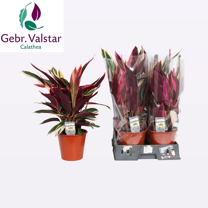 <h4>STROM SA TRIOSTAR</h4>