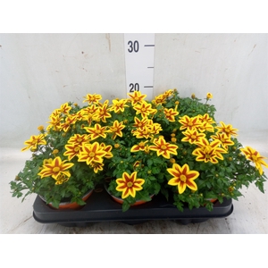 Bidens   ...