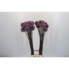 Allium Summer Drummer