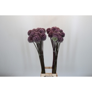 Allium Summer Drummer