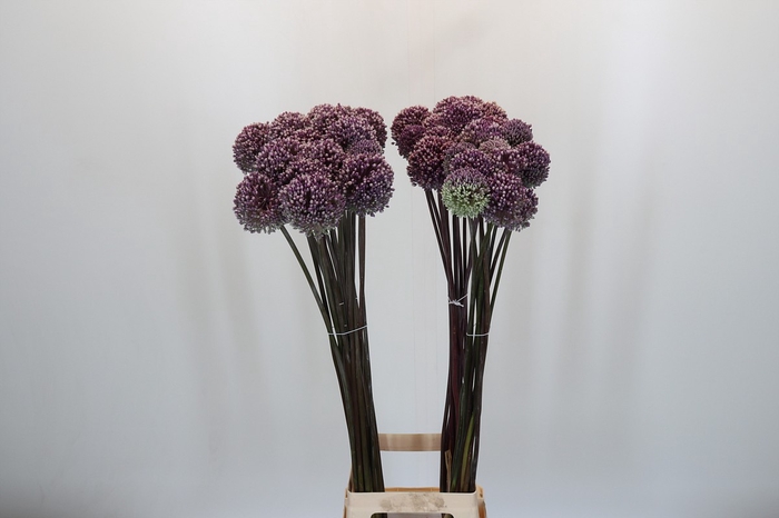 <h4>Allium Summer Drummer</h4>