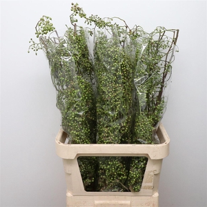 Rosa Corallo Green