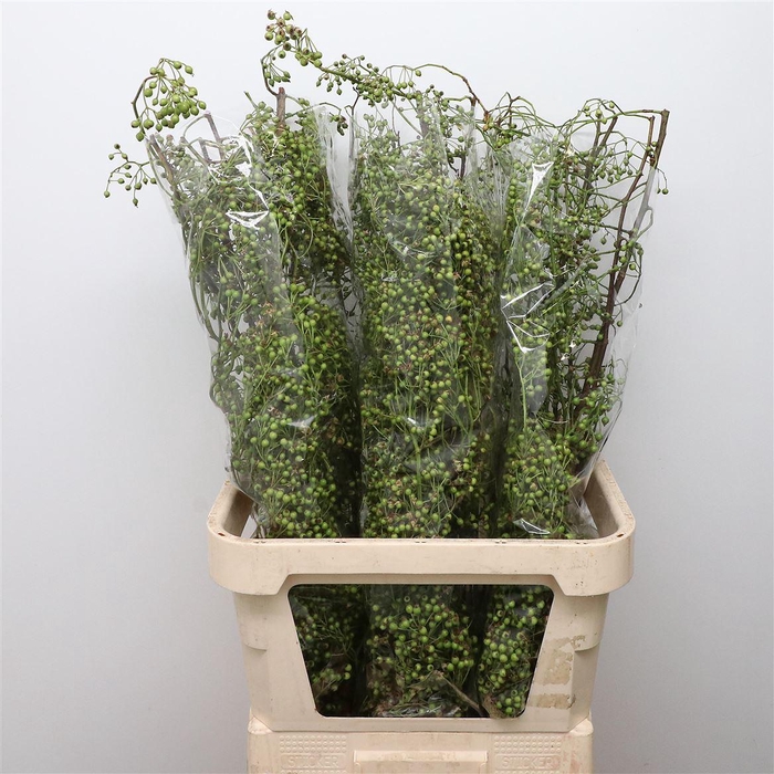 <h4>Rosa Corallo Green</h4>