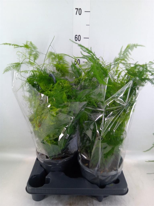 <h4>Asparagus setaceus</h4>