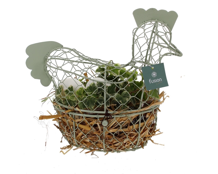 <h4>Pasen Kip gaas pastel met Hedera</h4>