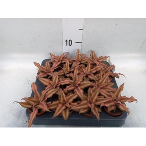 Cryptanthus bivittatus