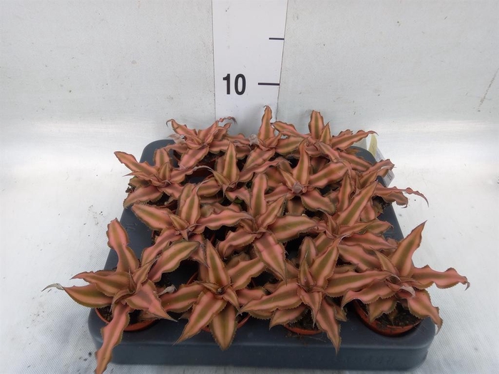 <h4>Cryptanthus bivittatus</h4>