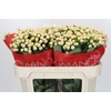 Hypericum Cool Romance