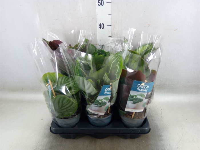 <h4>Calathea   ...mix</h4>