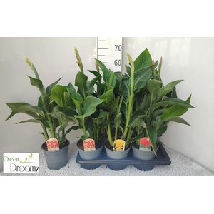 CANNA CANNOVA GEM