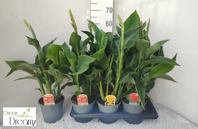 <h4>CANNA CANNOVA GEM</h4>