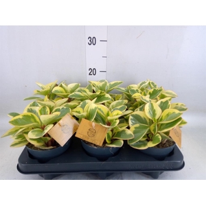 Peperomia obt. 'Obtipan Bicolor'