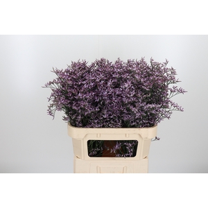 Limon Safora Lilac